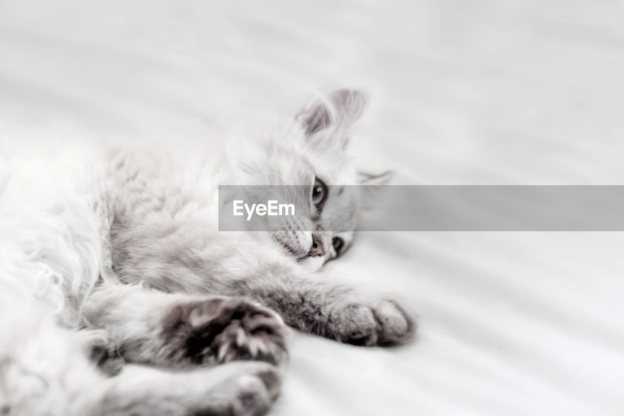PORTRAIT OF CAT LYING ON BLANKET