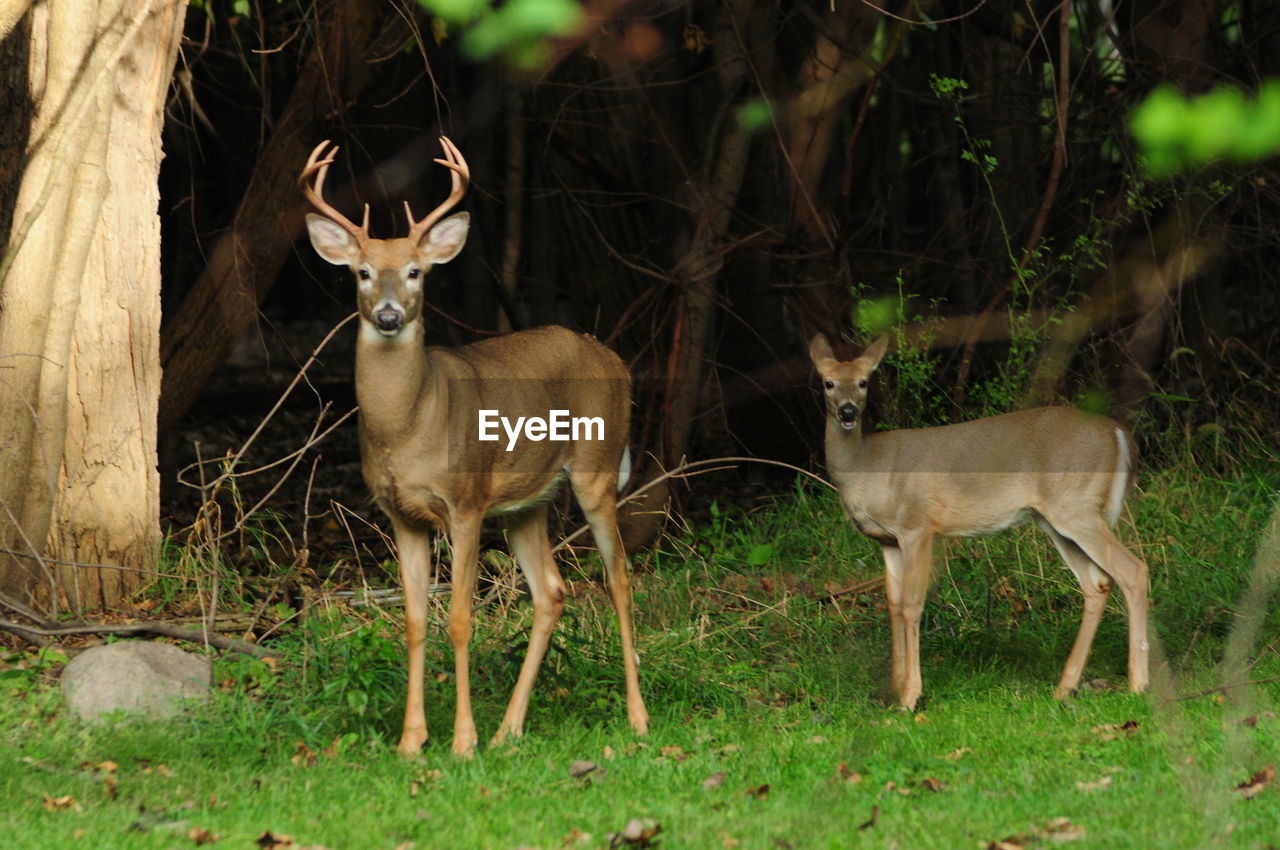 DEER STANDING ON FIELD