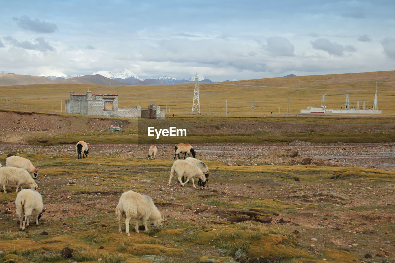 SHEEP GRAZING IN FIELD