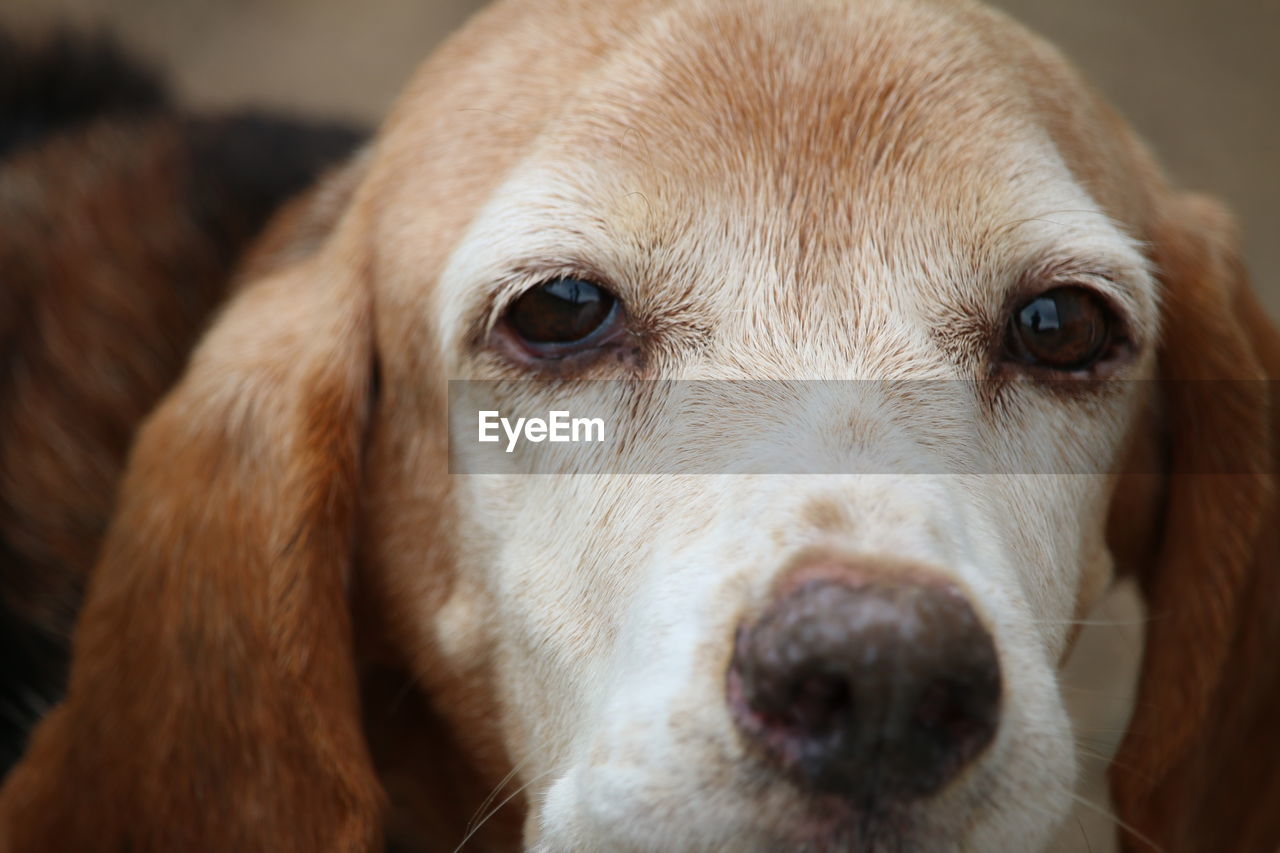 Close-up portrait of dog