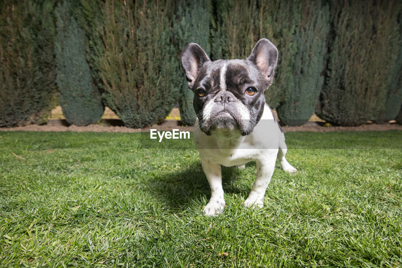 A cute black and white french bulldog. portrait with cute expression in the wrinkled face.