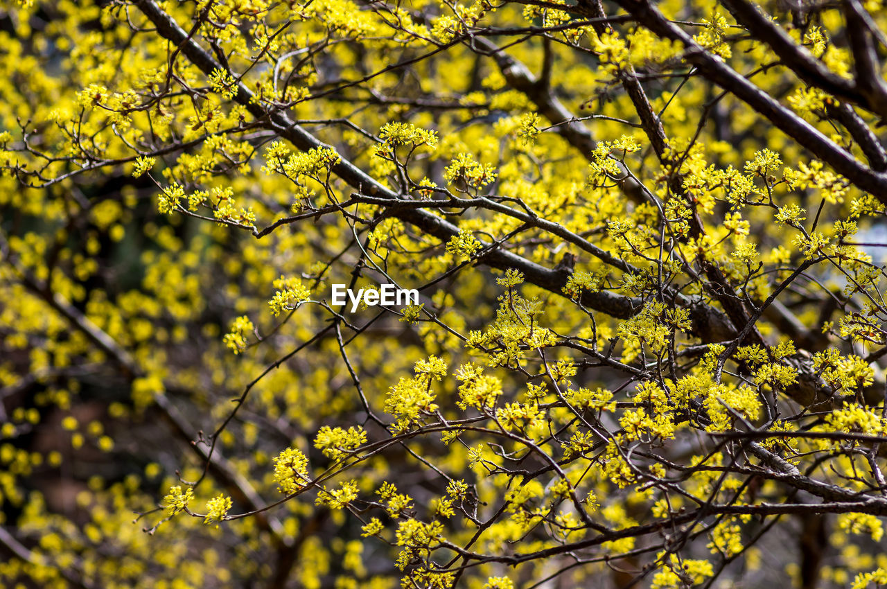 LOW ANGLE VIEW OF YELLOW FLOWERING TREE DURING SUNSET