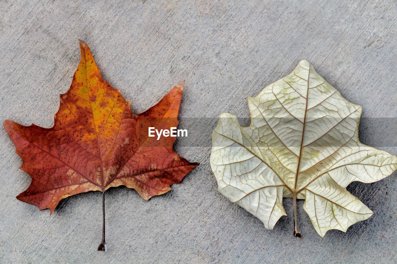 CLOSE-UP OF MAPLE LEAVES FALLEN ON LEAF