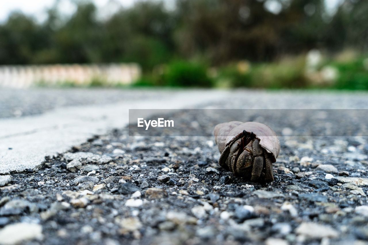 CLOSE-UP OF SHELL ON ROAD BY STREET
