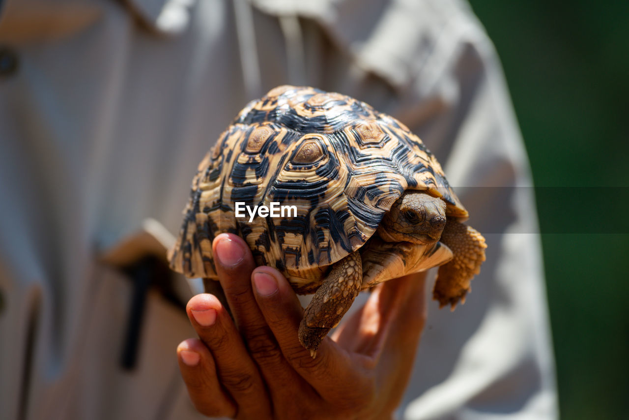 Man holds leopard tortoise up in sun