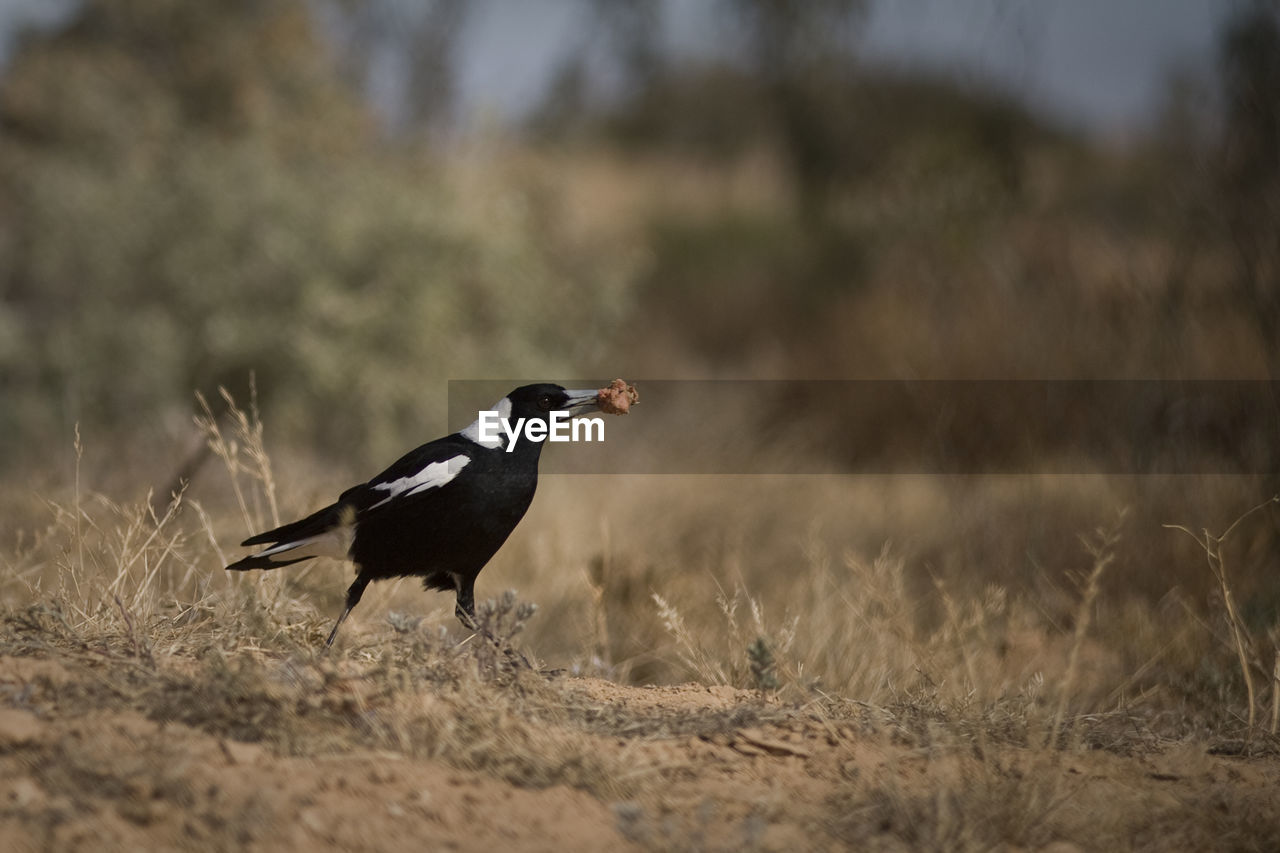 Magpie bird with food in beak on field