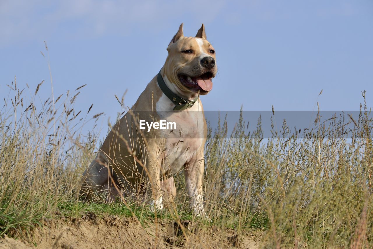 VIEW OF DOG ON FIELD