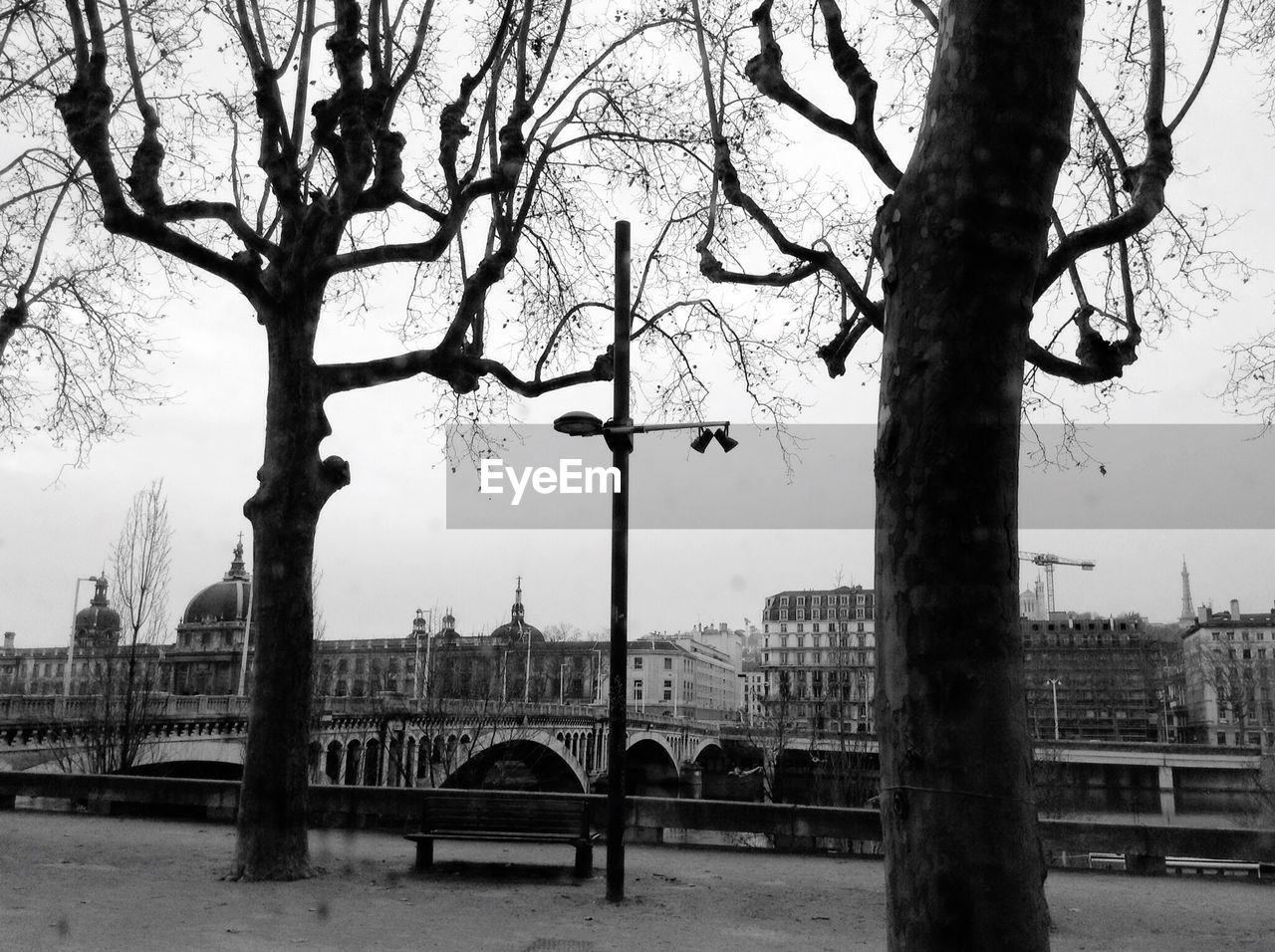 Trees by bridge in town