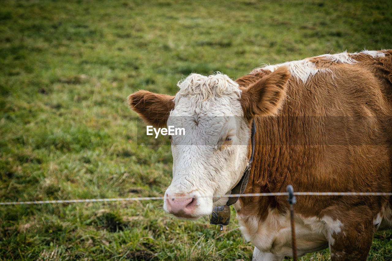 COWS ON FIELD