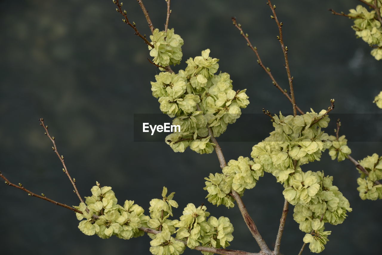 branch, plant, flower, nature, tree, yellow, leaf, growth, produce, blossom, no people, close-up, green, macro photography, food and drink, beauty in nature, food, shrub, freshness, focus on foreground, outdoors, plant part, flowering plant, healthy eating, day, fruit