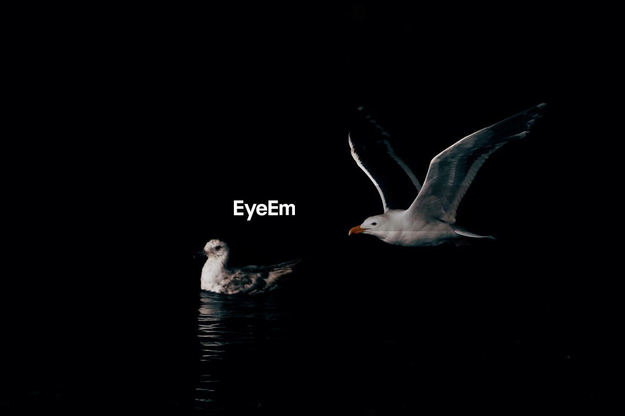 Close-up of seagull flying over black background