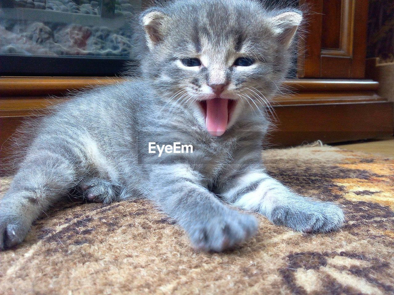 CLOSE-UP OF CAT SITTING ON CARPET