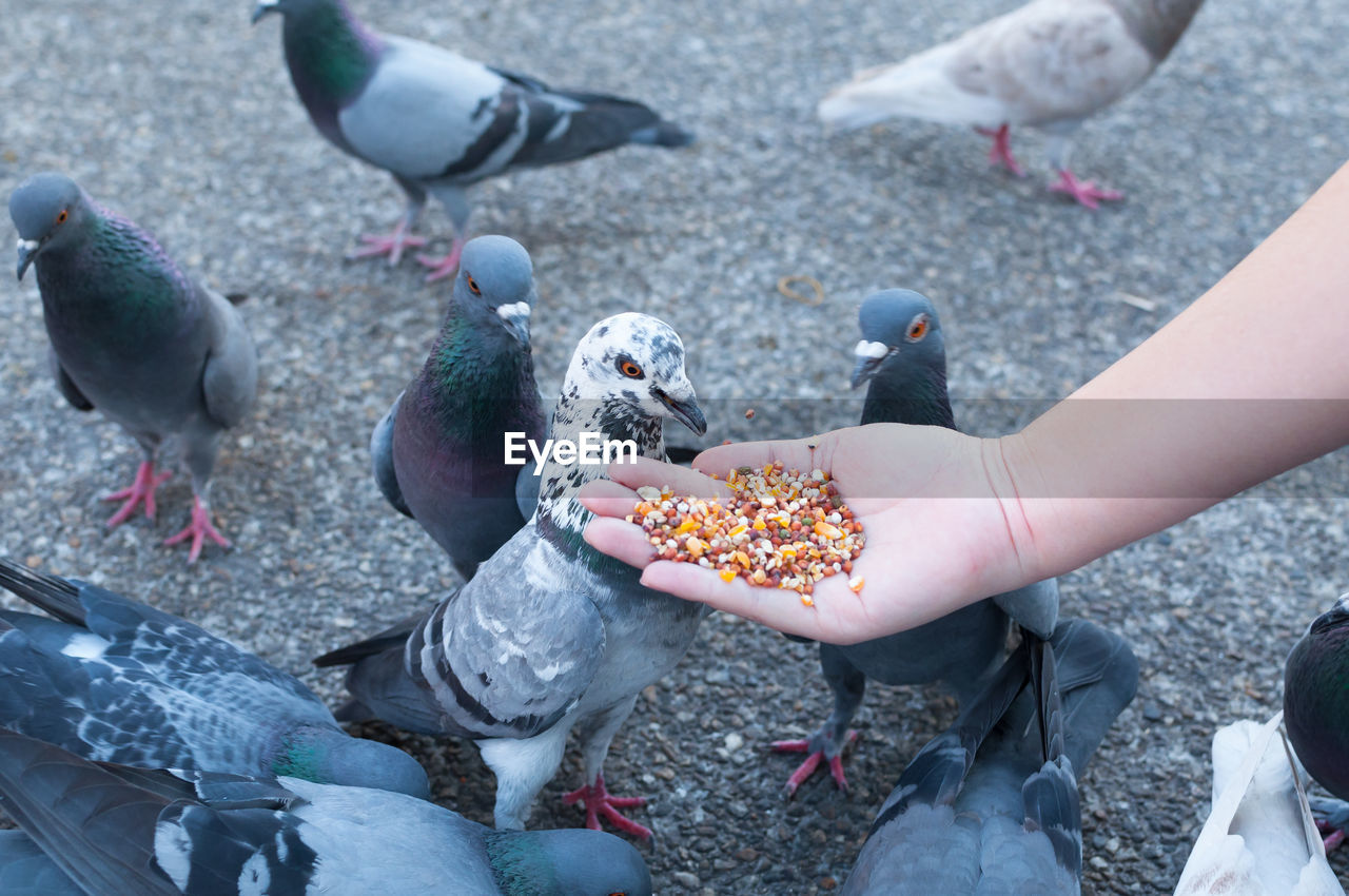 VIEW OF PIGEONS ON THE GROUND