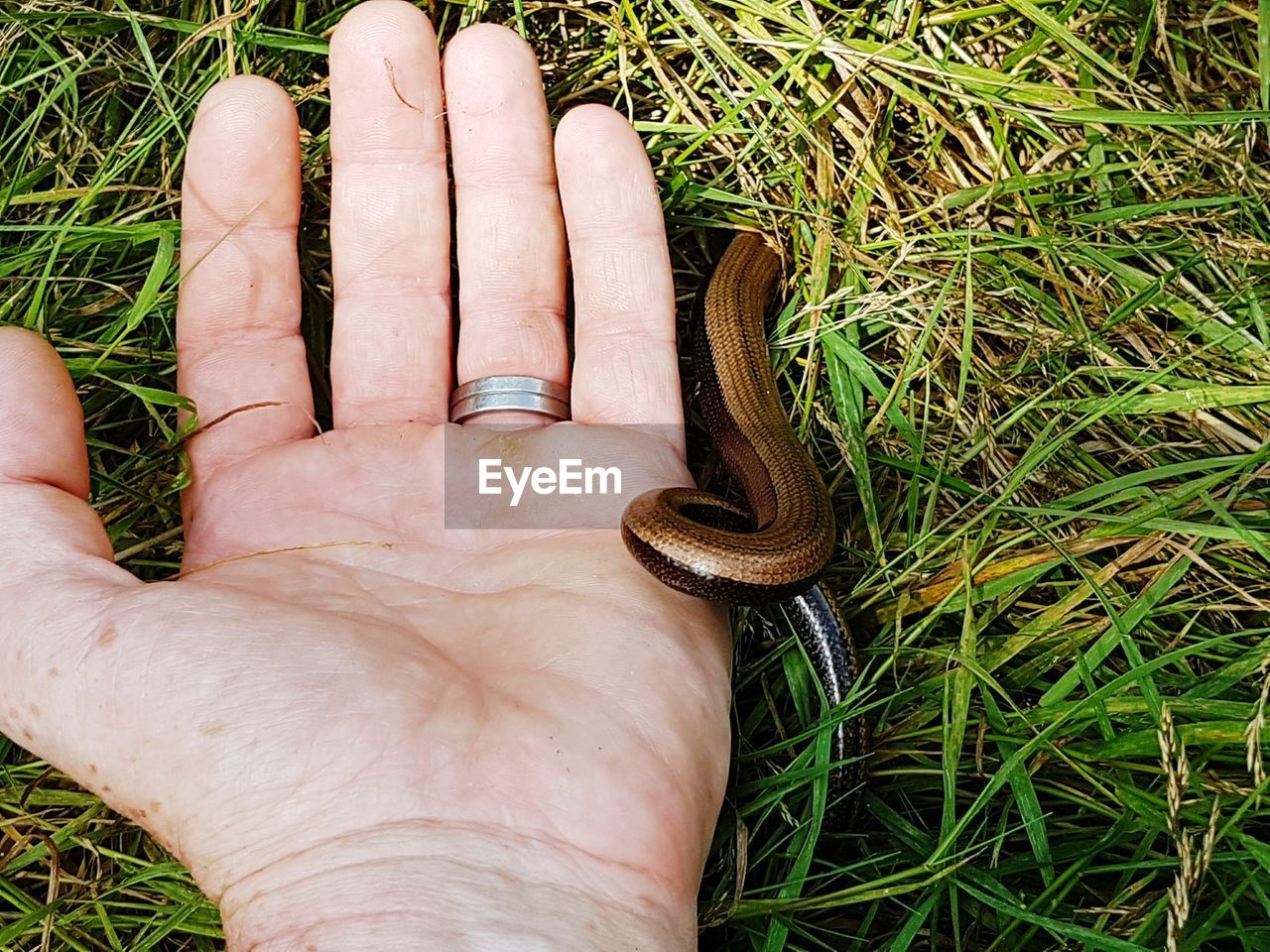 Cropped image of hand releasing slow worm on field