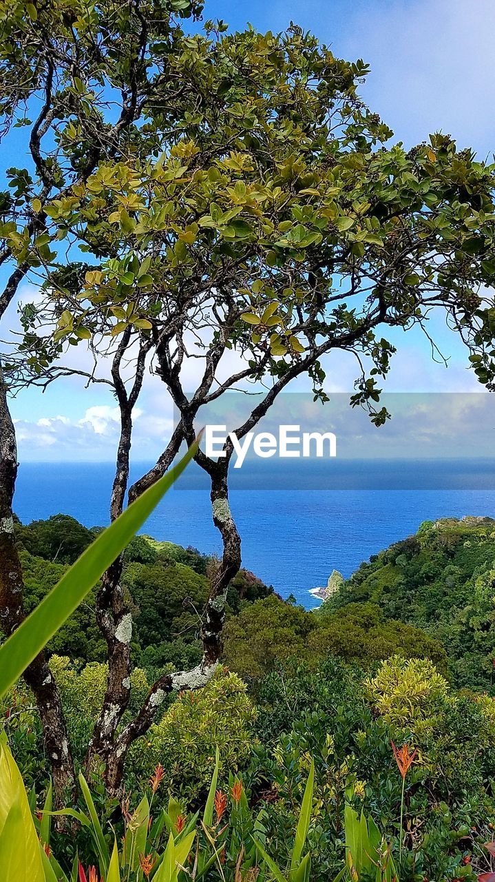 SCENIC VIEW OF SEA BY TREE AGAINST SKY