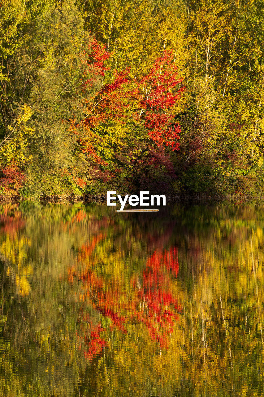 Autumn trees reflecting in badesee erlabrunn lake