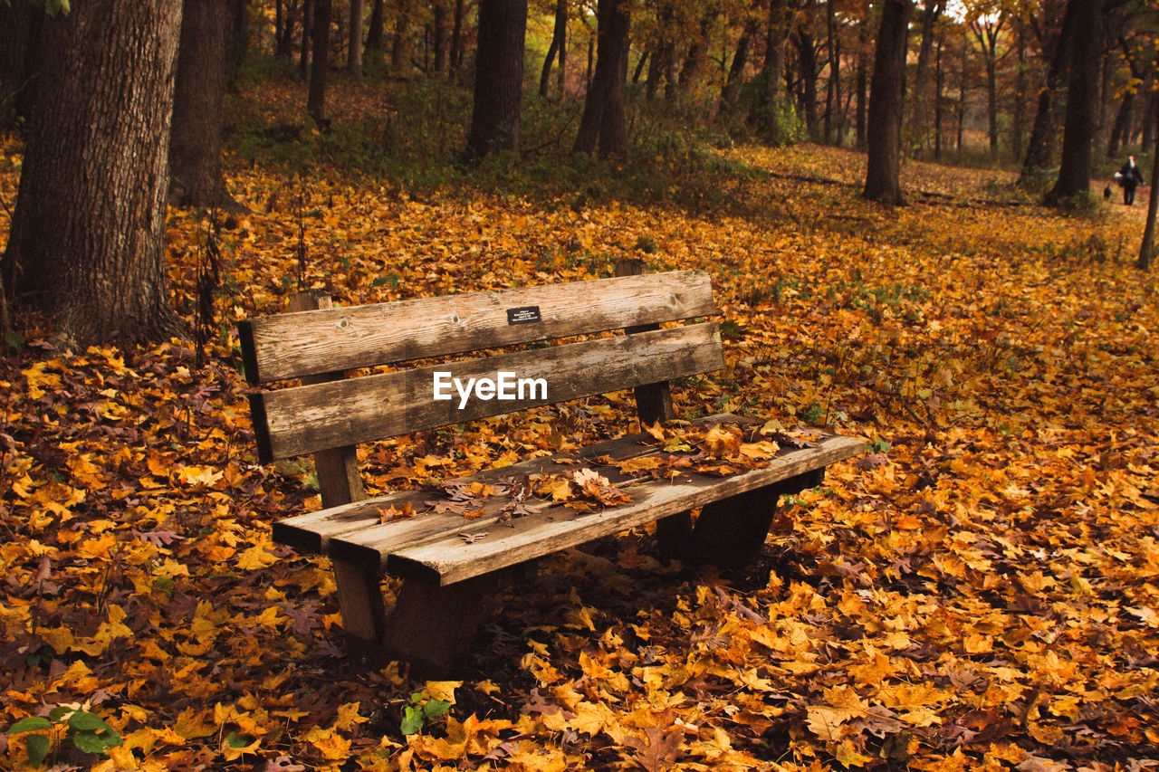 Park bench by autumn trees in forest