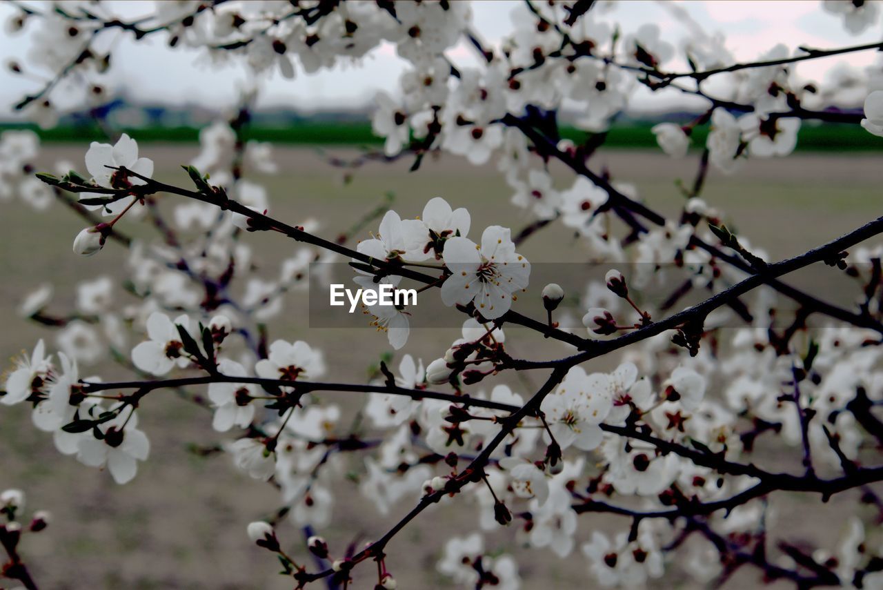 CHERRY BLOSSOMS IN SPRING