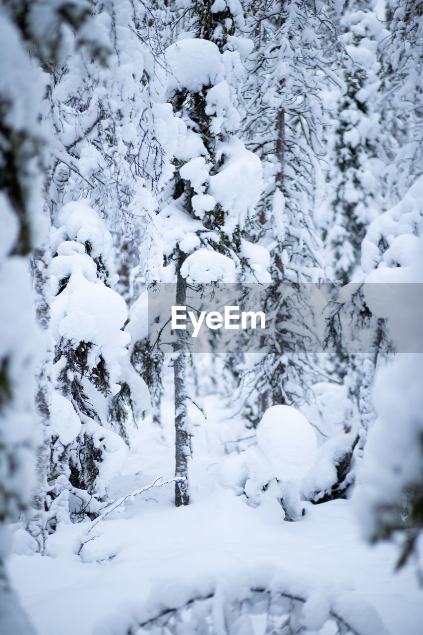 SNOW COVERED TREES ON FIELD