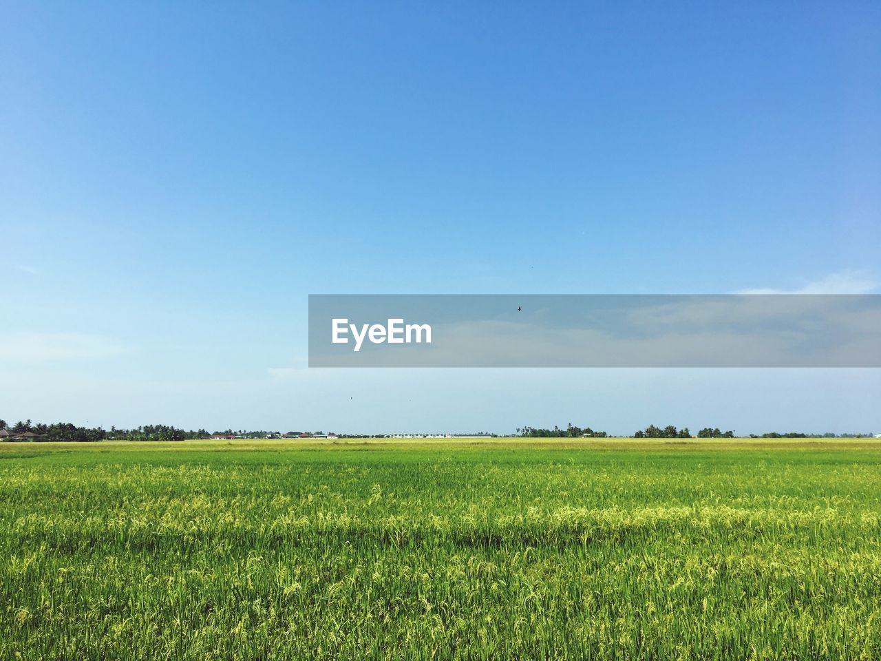 SCENIC VIEW OF FARM AGAINST CLEAR BLUE SKY