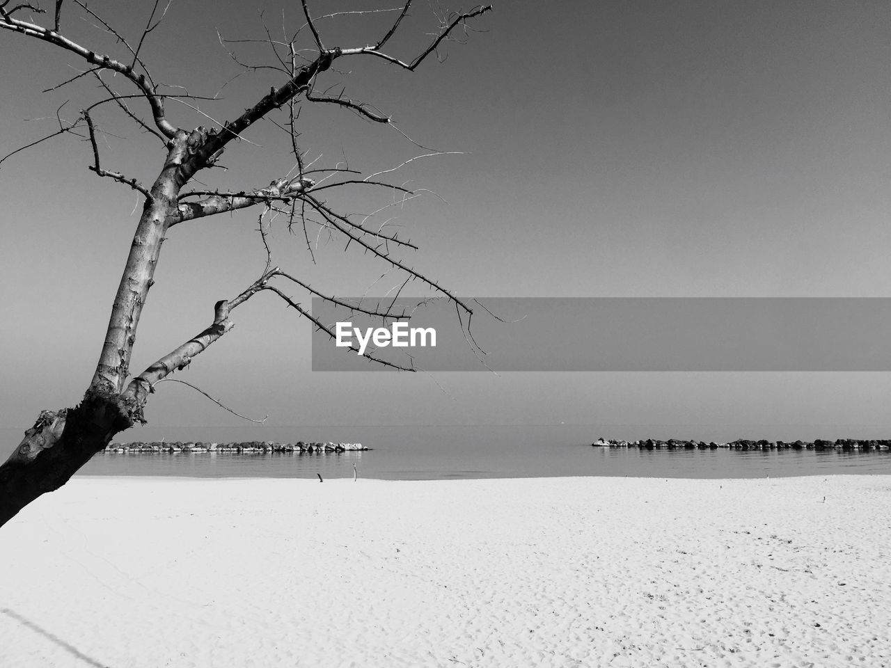 BARE TREES ON SHORE AGAINST CLEAR SKY