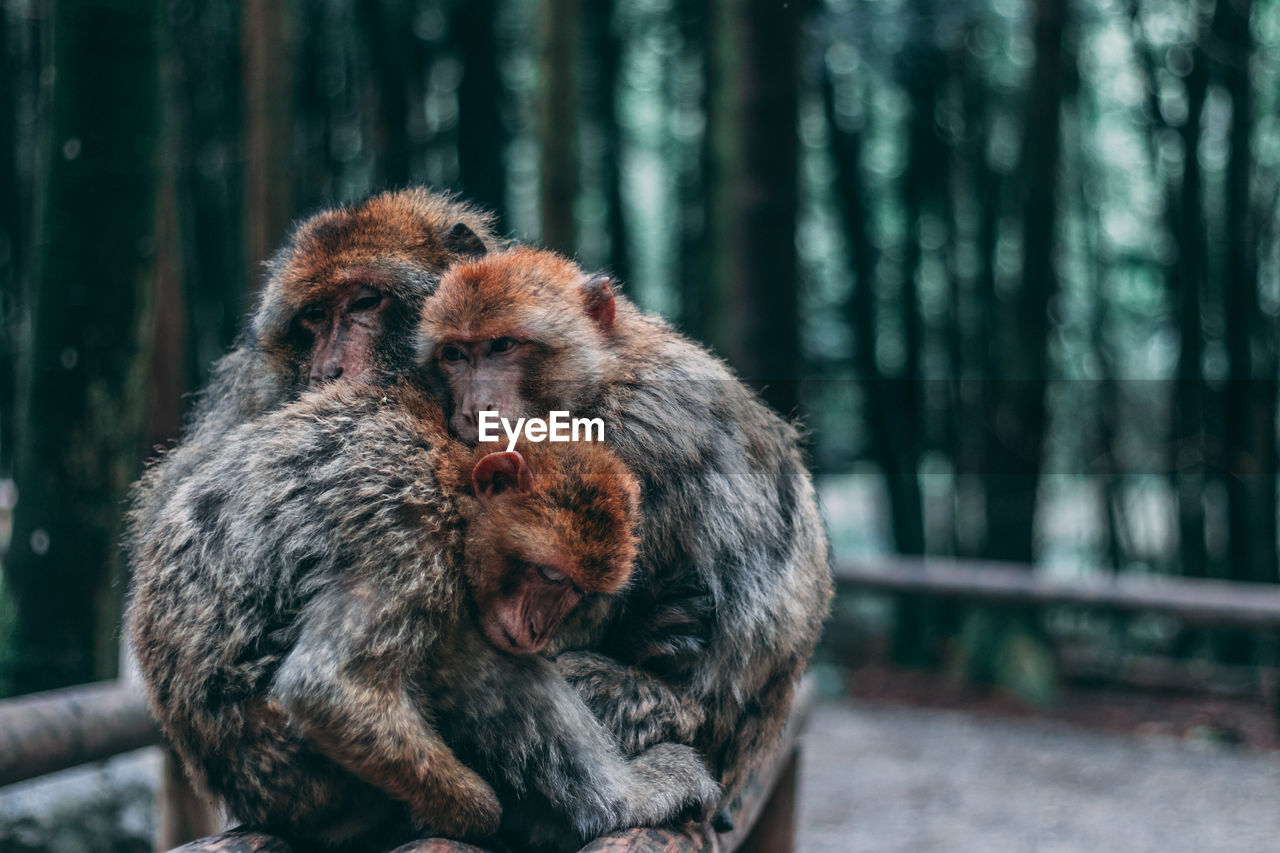Monkeys embracing in forest