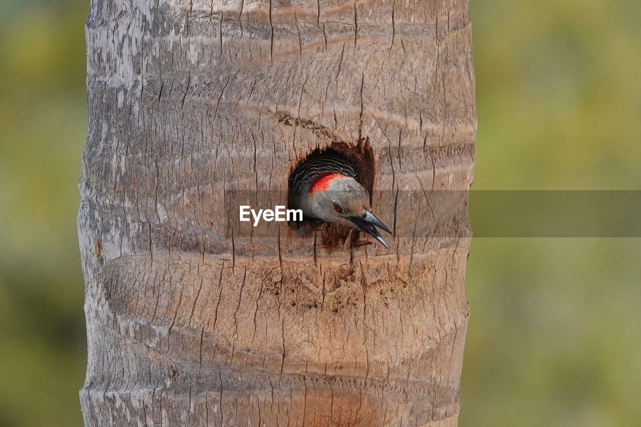 animal, animal themes, animal wildlife, wildlife, one animal, bird, tree trunk, trunk, tree, woodpecker, nature, focus on foreground, close-up, day, no people, outdoors, branch, plant, wood, perching, insect, leaf