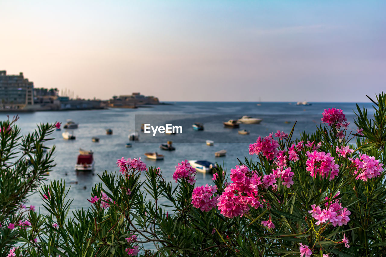 Vibrant pink nerium oleander flowers with blurred boats and yachts parked in malta's balluta bay