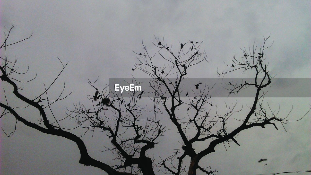 LOW ANGLE VIEW OF BARE TREES AGAINST SKY