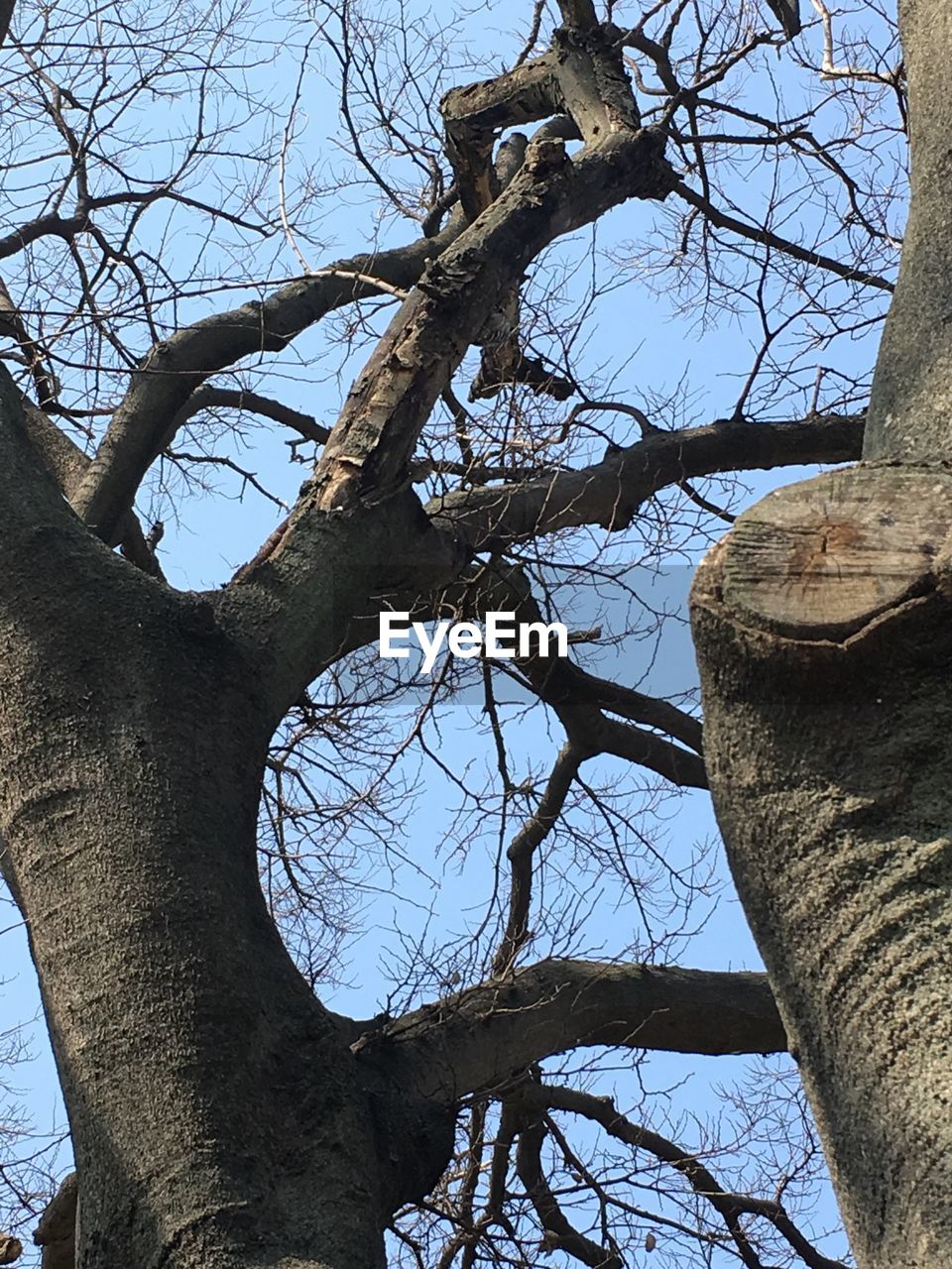 LOW ANGLE VIEW OF TREE AGAINST SKY