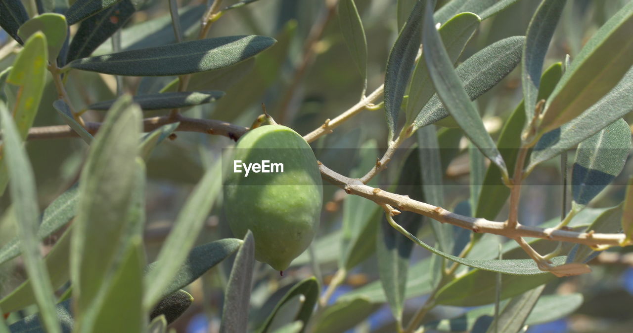 CLOSE-UP OF FRUITS ON TREE