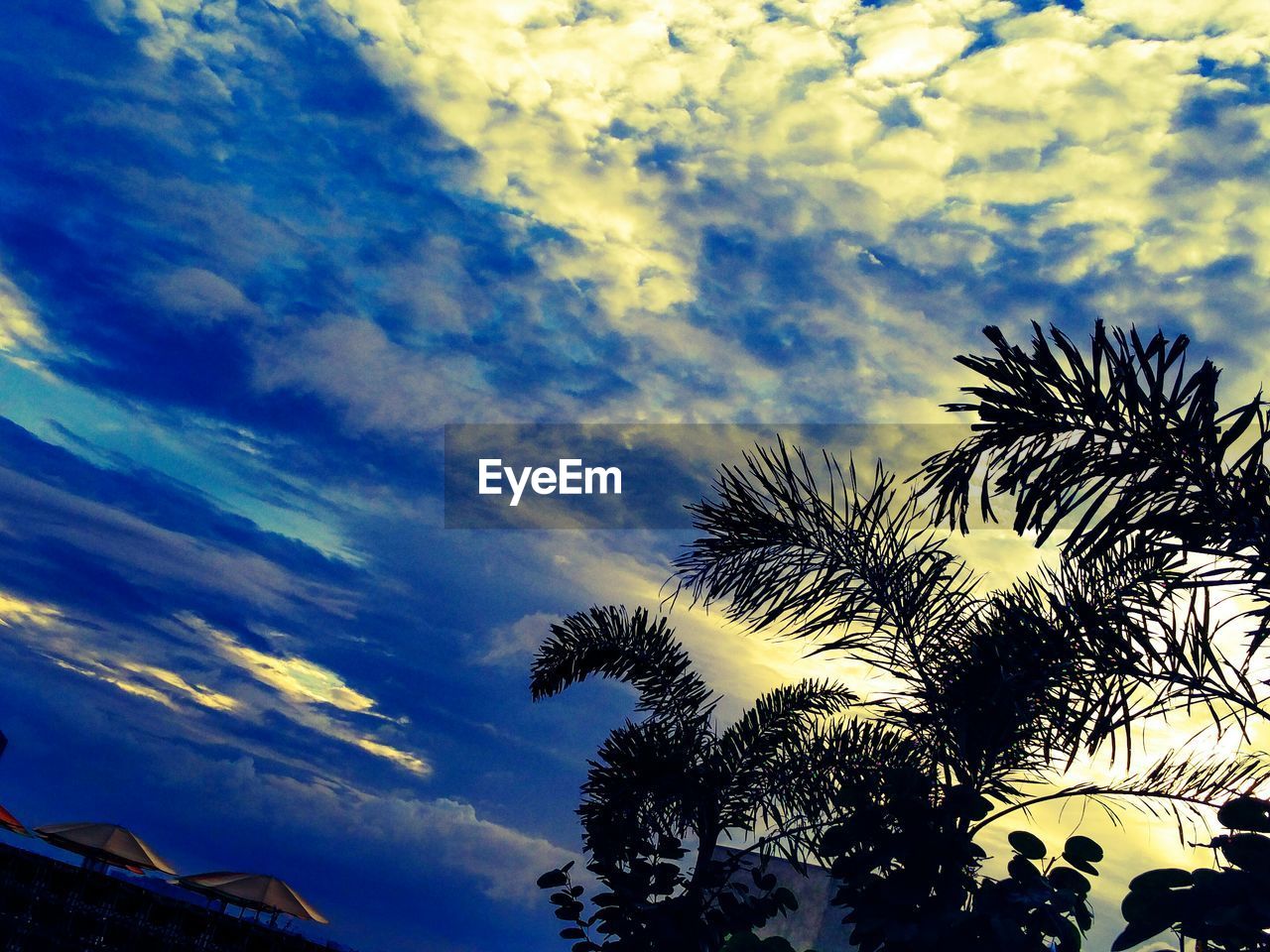 SILHOUETTE OF TREES AGAINST CLOUDY SKY