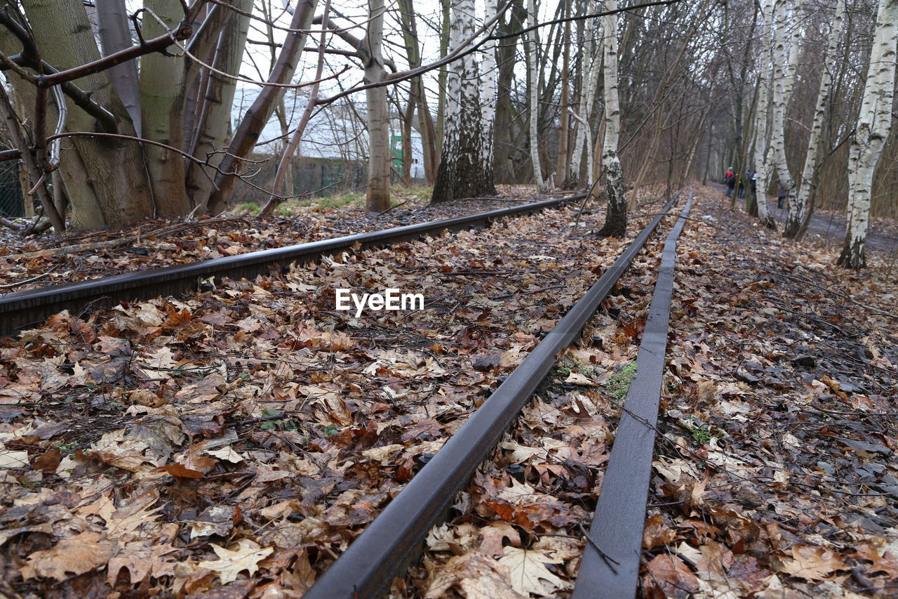 RAILROAD TRACK AMIDST TREES IN FOREST DURING AUTUMN