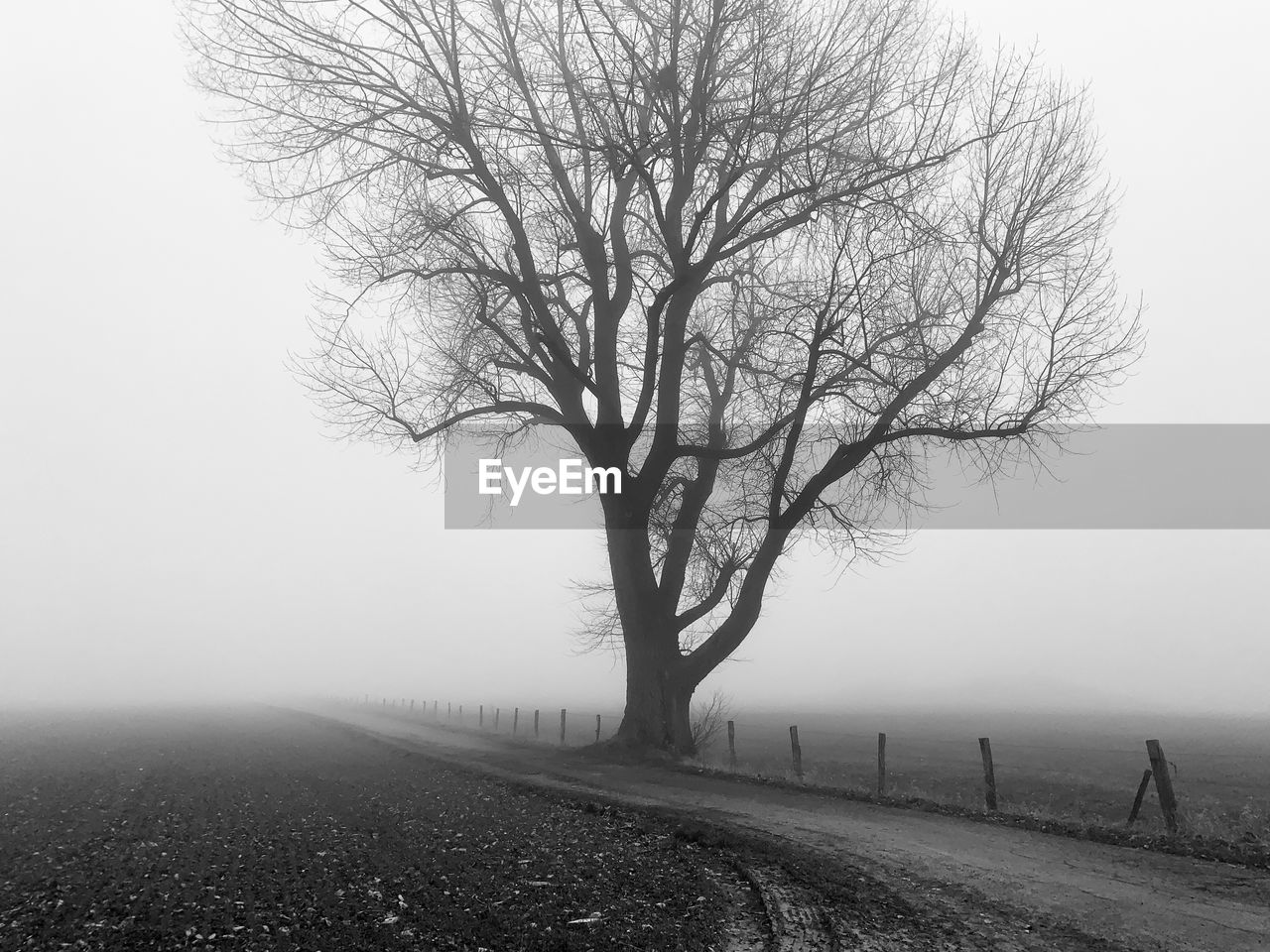 BARE TREES ON FIELD AGAINST SKY