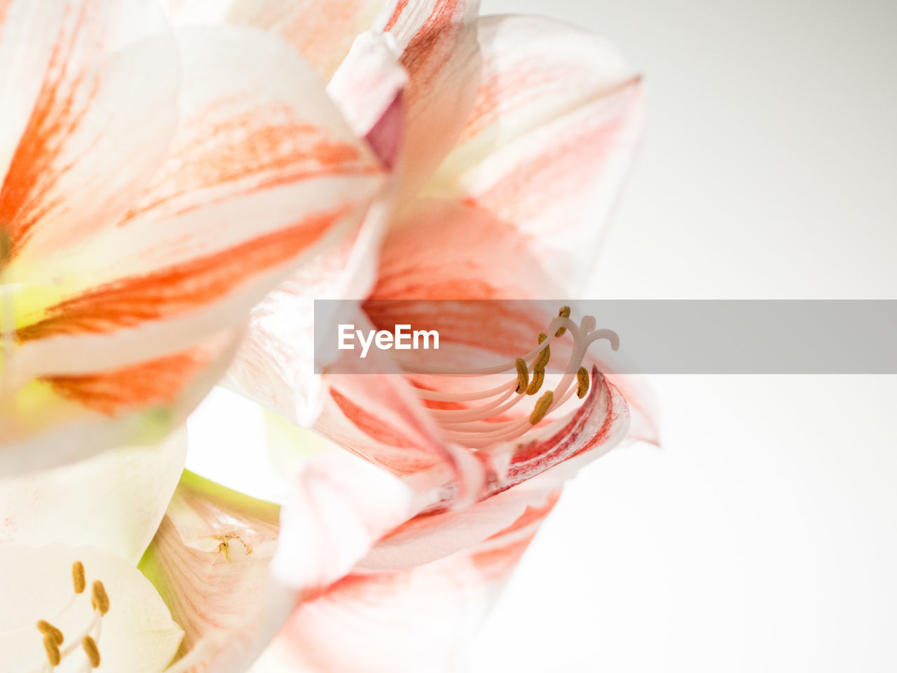 CLOSE-UP OF FLOWERS OVER WHITE BACKGROUND