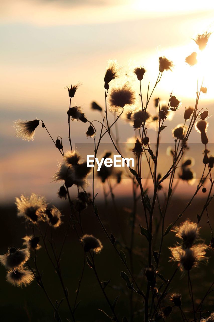 CLOSE-UP OF FLOWERING PLANT ON FIELD AGAINST SKY