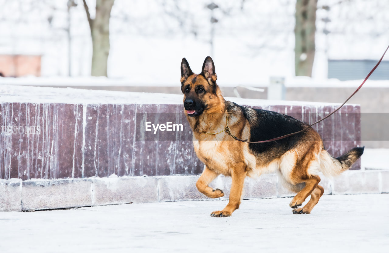 Portrait of a dog in snow