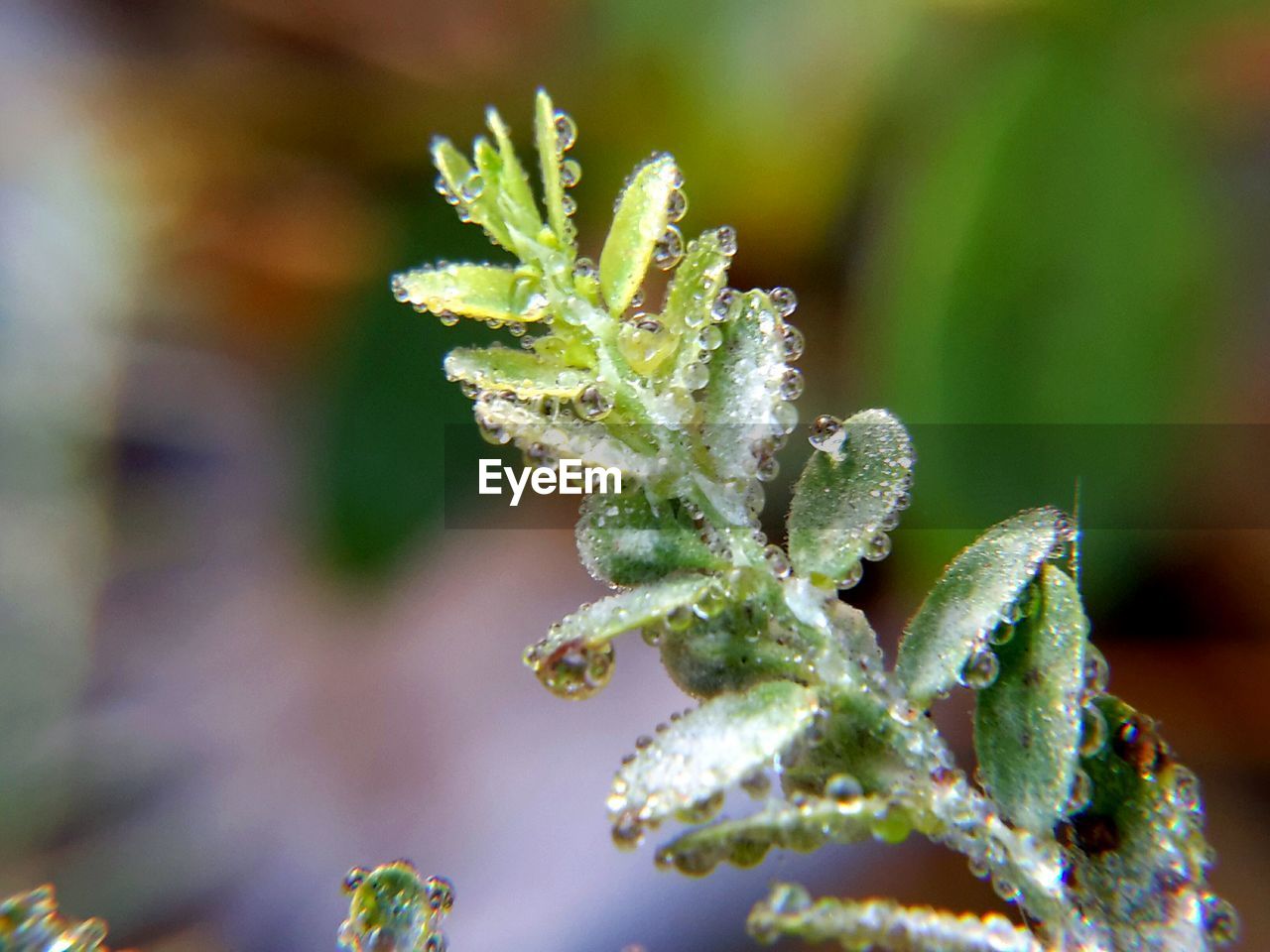 Close-up of snow on plant