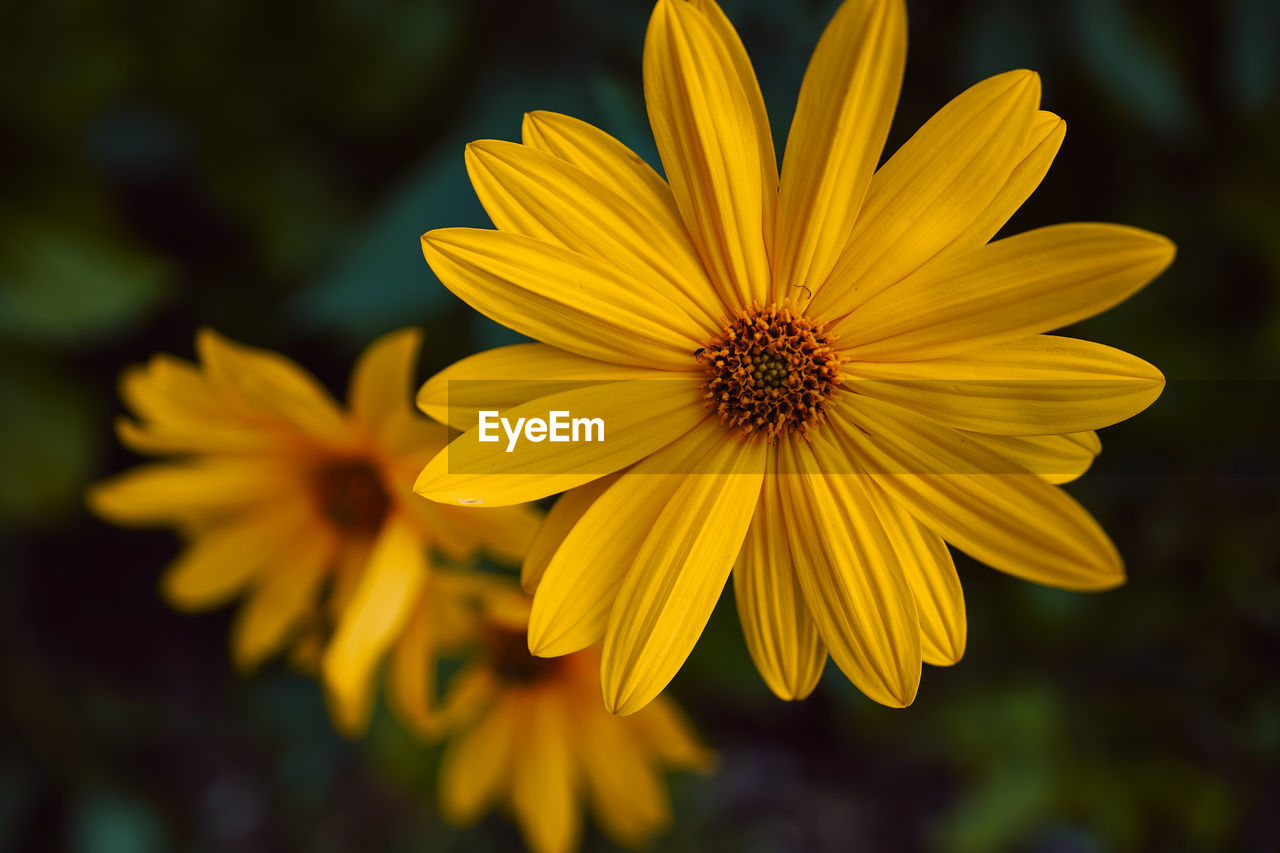 flower, flowering plant, plant, freshness, yellow, beauty in nature, flower head, close-up, growth, petal, nature, fragility, inflorescence, macro photography, no people, focus on foreground, pollen, summer, botany, outdoors, selective focus, wildflower, plant stem, vibrant color, blossom, springtime, black-eyed susan