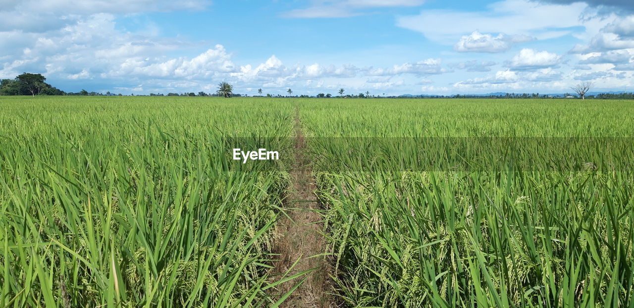 SCENIC VIEW OF AGRICULTURAL FIELD