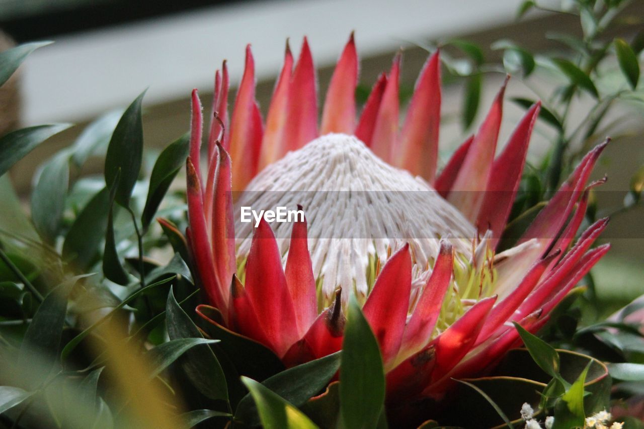 Close-up of red flowers blooming outdoors