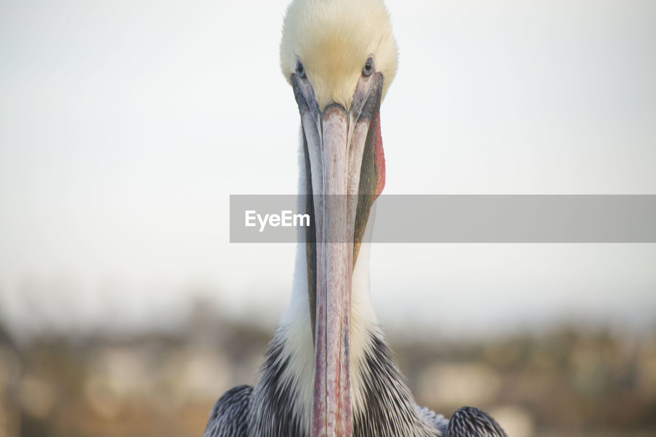 Close-up of bird against sky