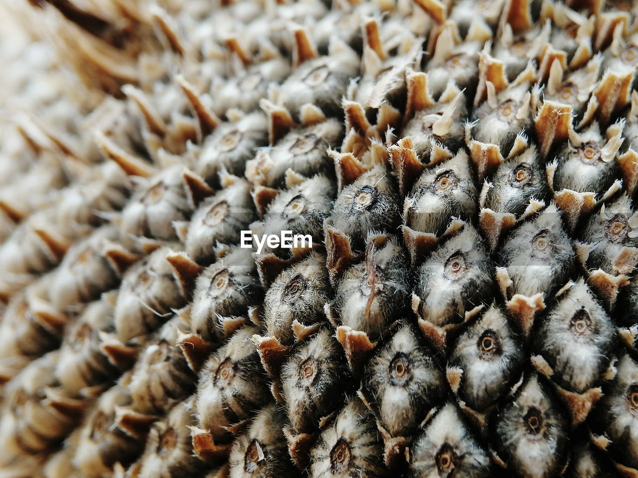 Full frame shot of dried sunflower seeds