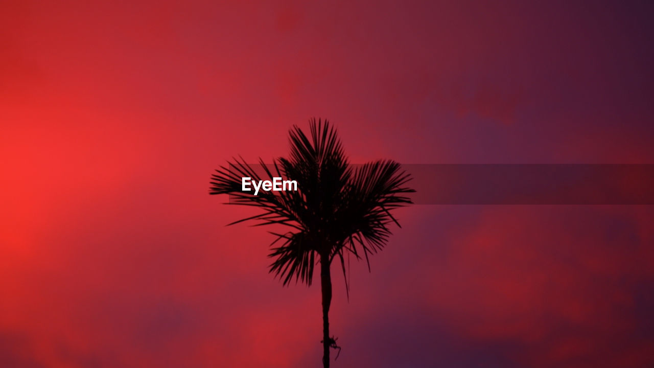 LOW ANGLE VIEW OF SILHOUETTE COCONUT PALM TREE AGAINST ROMANTIC SKY