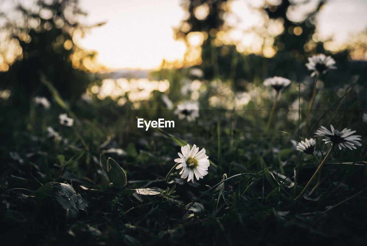 Close-up of flowering plants on land during sunset