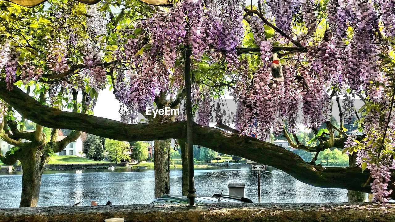 TREES BY WATER AGAINST SKY