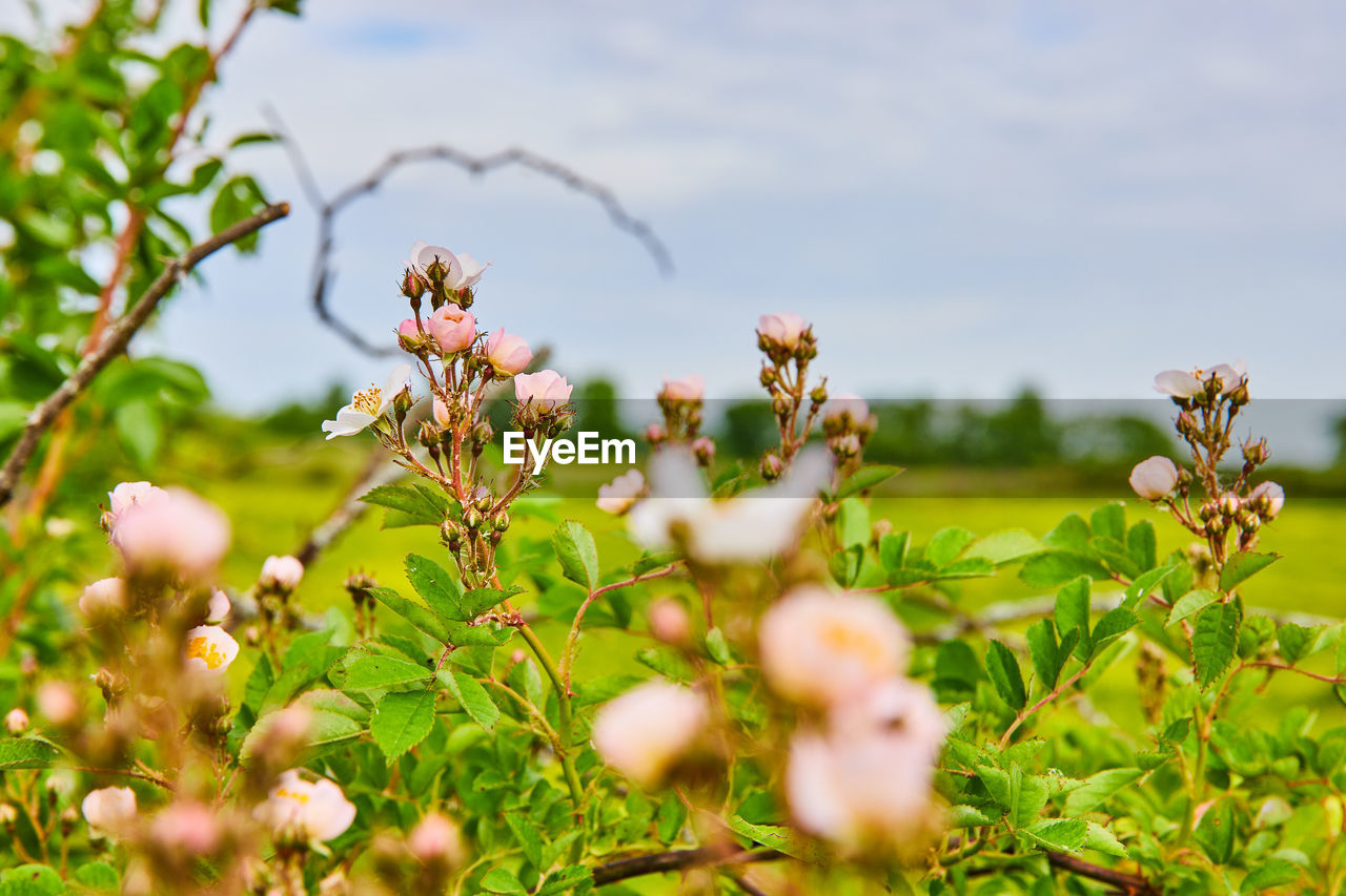 close-up of flowering plant on field