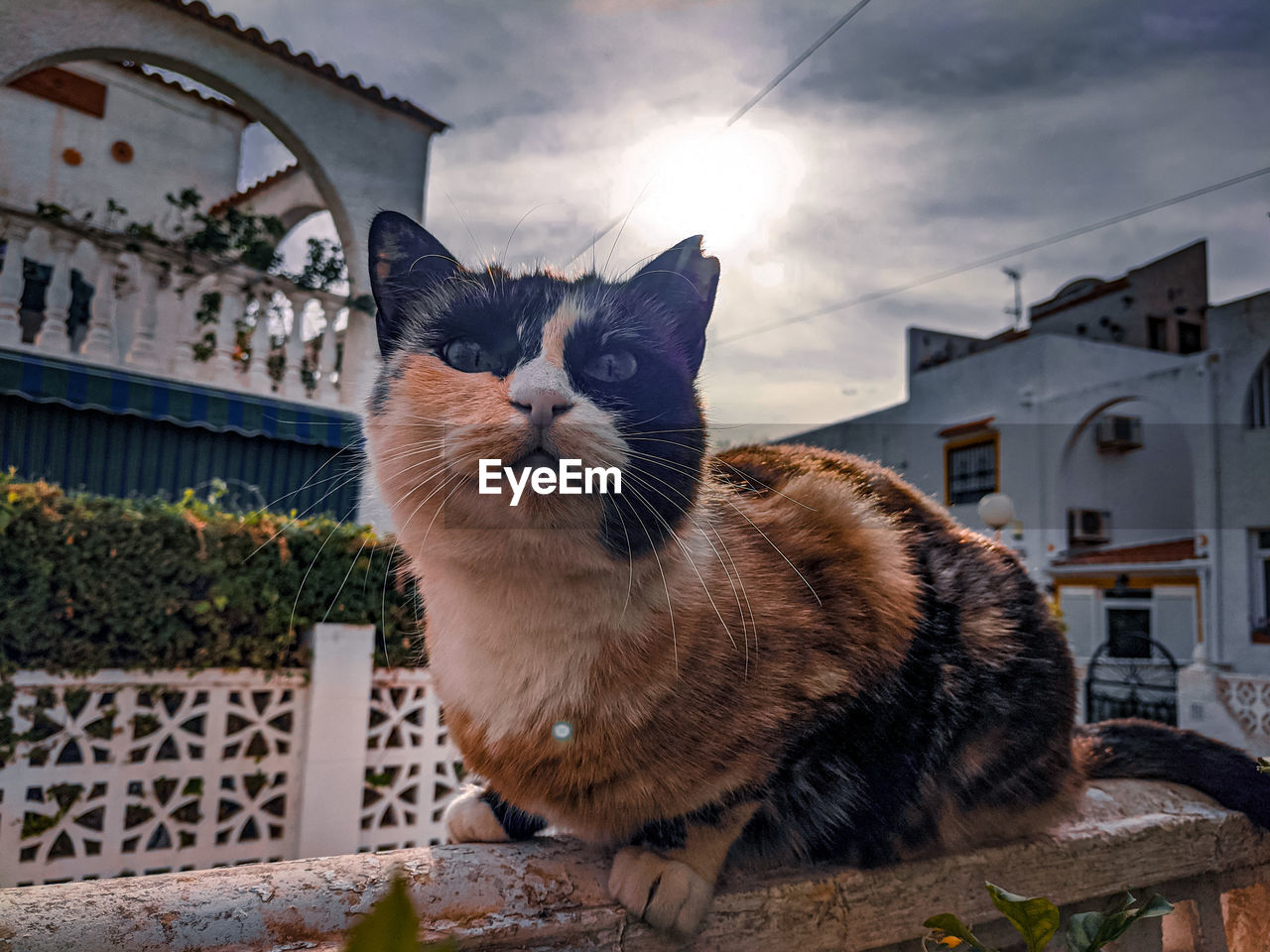 VIEW OF A CAT LOOKING AT BUILT STRUCTURE