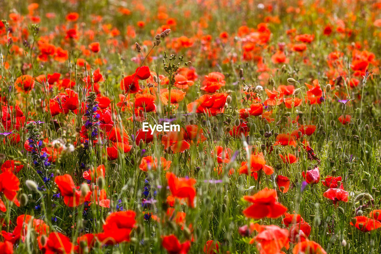 Close-up of poppies on field