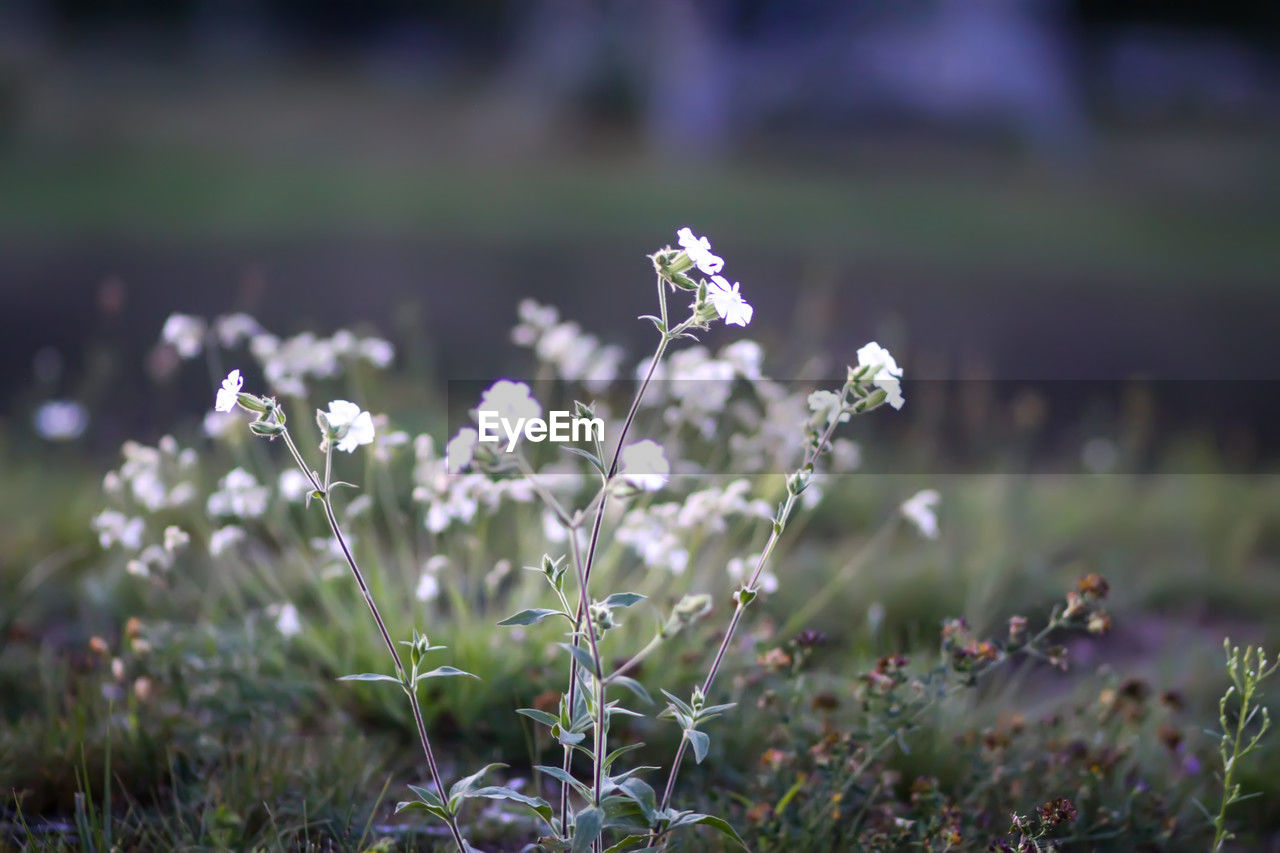 nature, plant, flower, flowering plant, grass, beauty in nature, freshness, macro photography, green, growth, no people, meadow, blossom, land, field, sunlight, fragility, leaf, selective focus, wildflower, environment, outdoors, close-up, focus on foreground, springtime, day, plain, tranquility, water, summer, landscape, purple, flower head, white, inflorescence